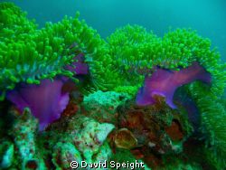 The 'Magnificent' Anemone.  Anemone Reef, Thailand (South... by David Speight 